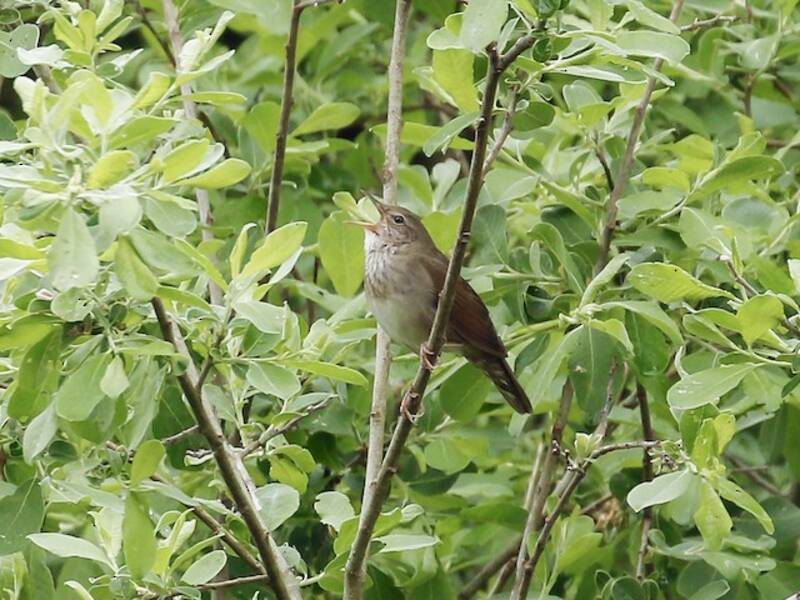 River Warbler, Photos 4