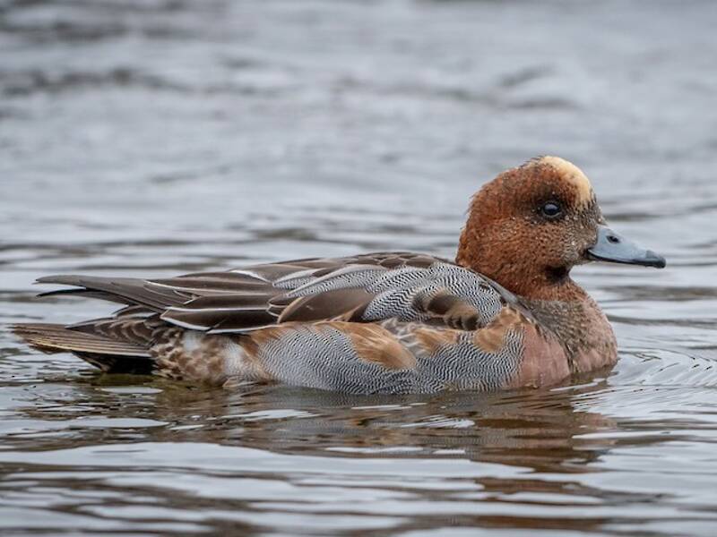 Eurasian Wigeon, 照片 4