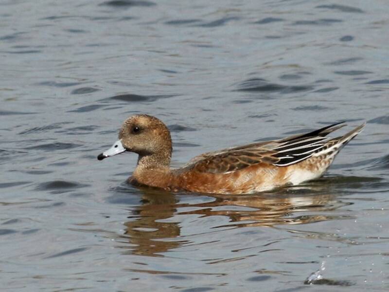 Eurasian Wigeon, 照片 3