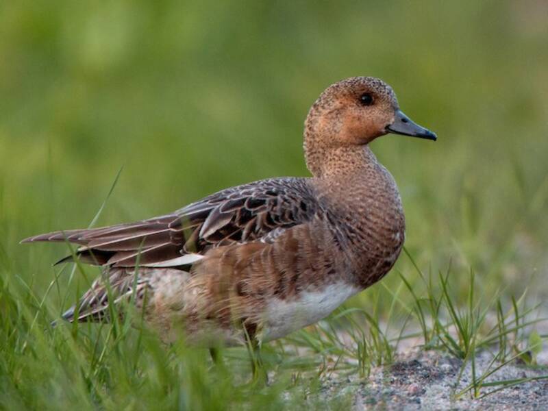 Eurasian Wigeon, 照片 2