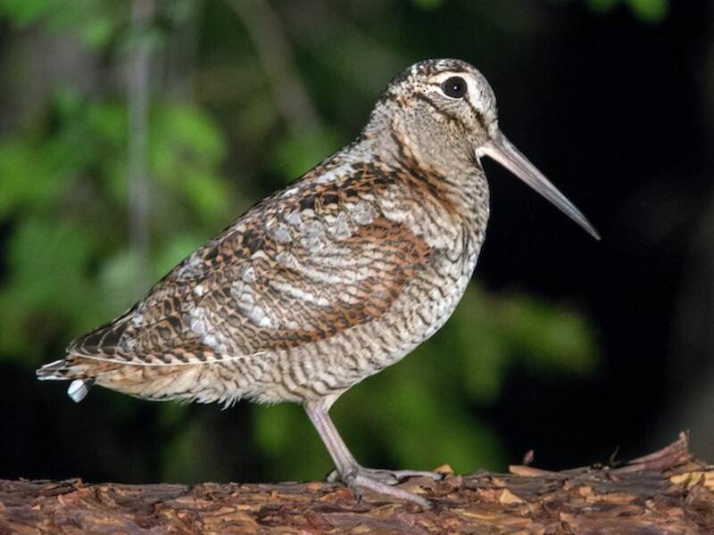 Eurasian Woodcock, Photos 4