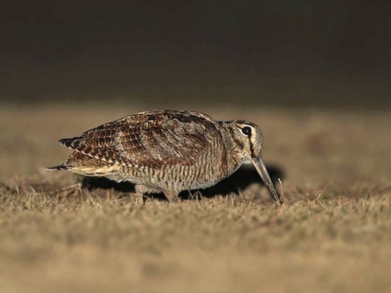 Eurasian Woodcock, Photos 3