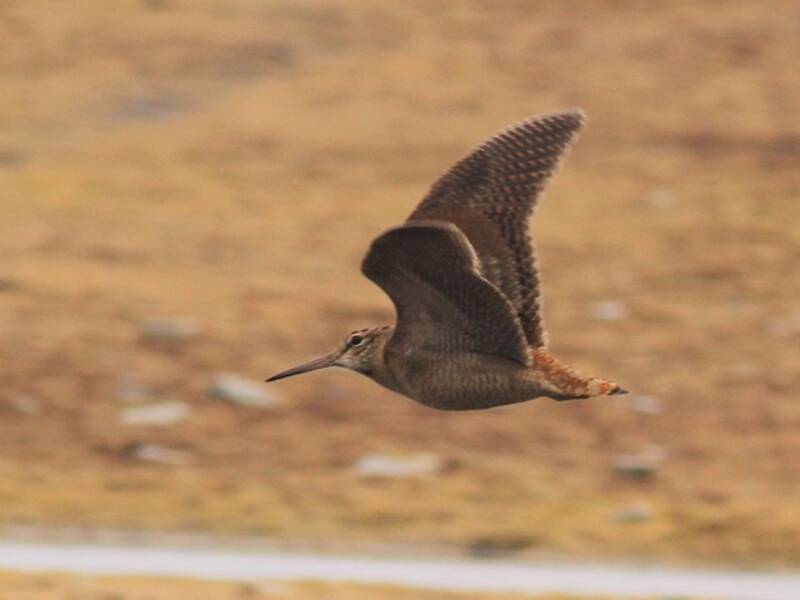 Eurasian Woodcock