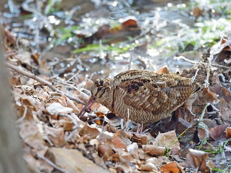 Eurasian Woodcock, Photos 2