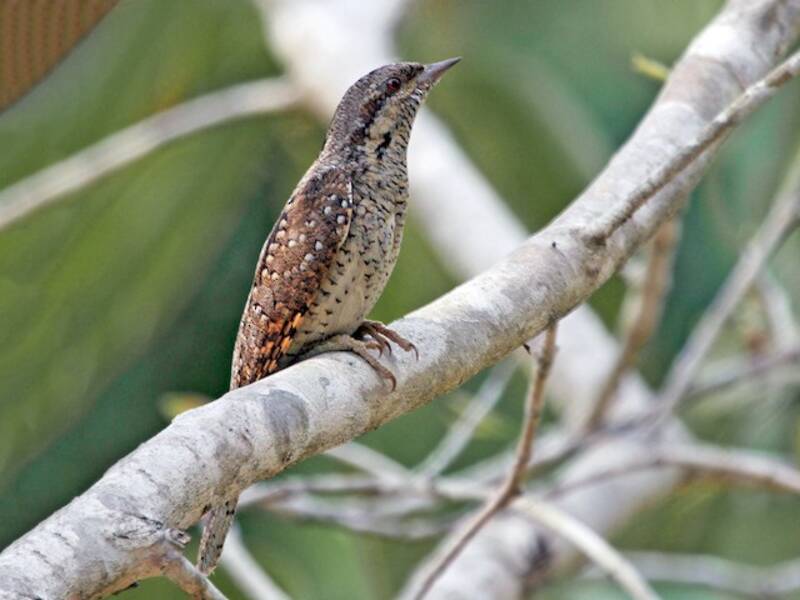 Eurasian Wryneck (Jynx torquilla)