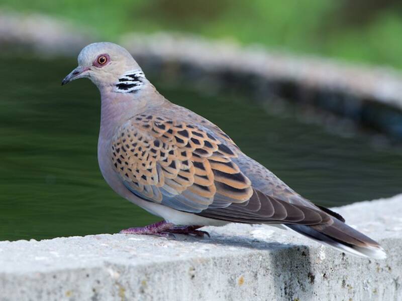 Tortora selvatica, Foto 3