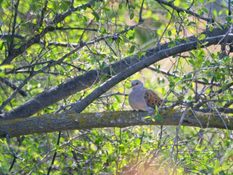 Tortora selvatica, Foto 4