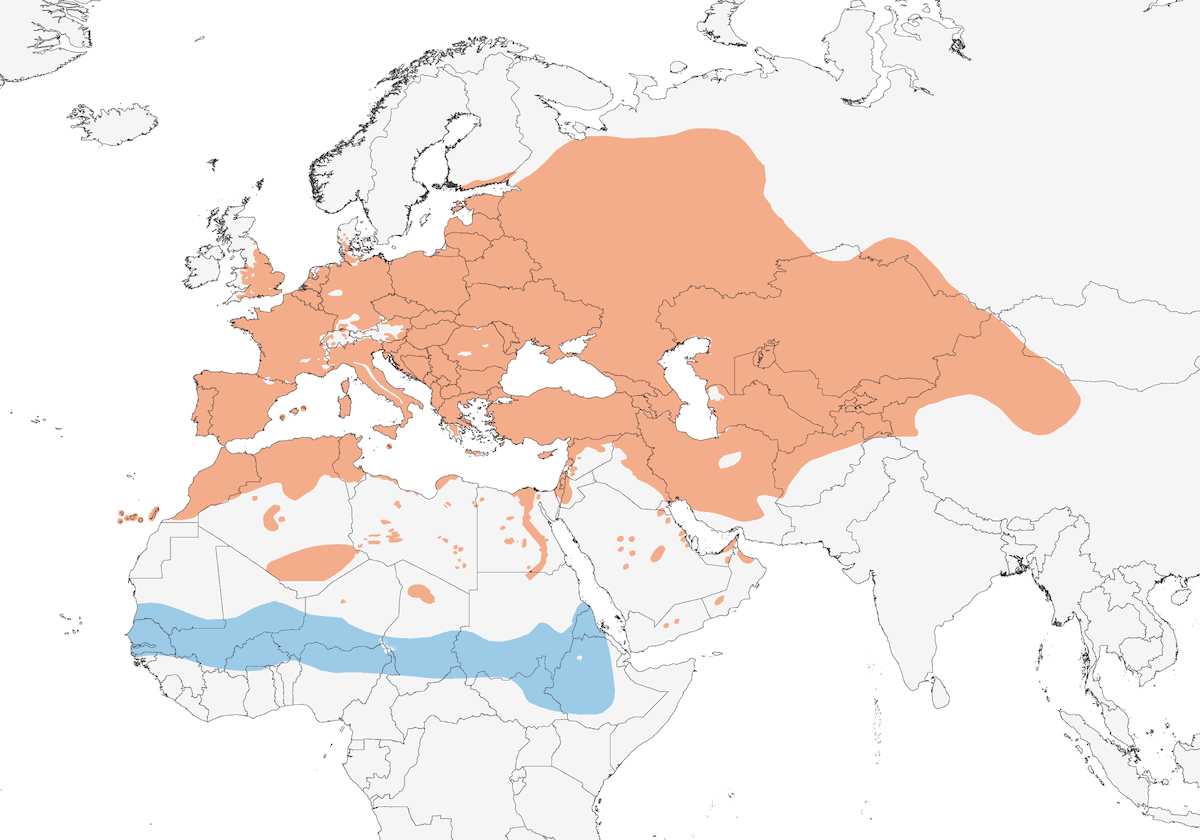 Tortora selvatica, Distribuzione 1