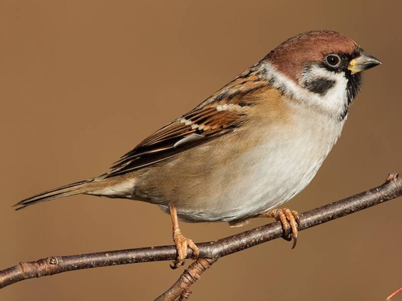 Eurasian Tree Sparrow, Photos 3