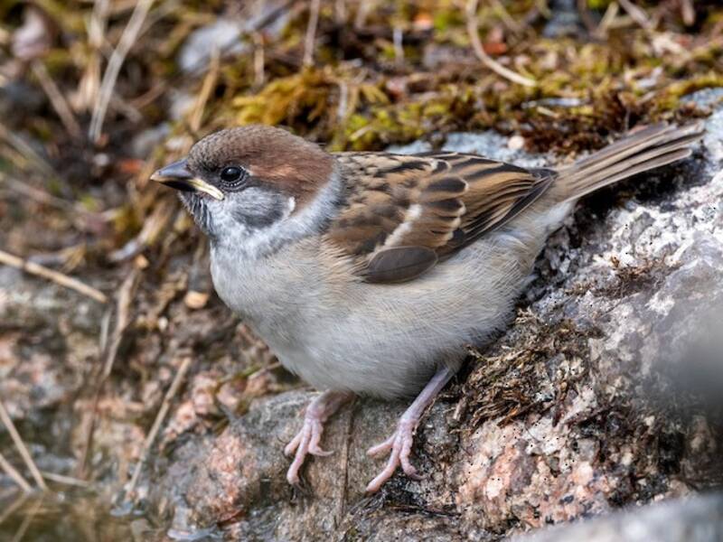 Eurasian Tree Sparrow, Photos 4
