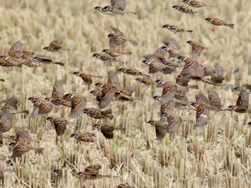 Eurasian Tree Sparrow (Passer montanus)