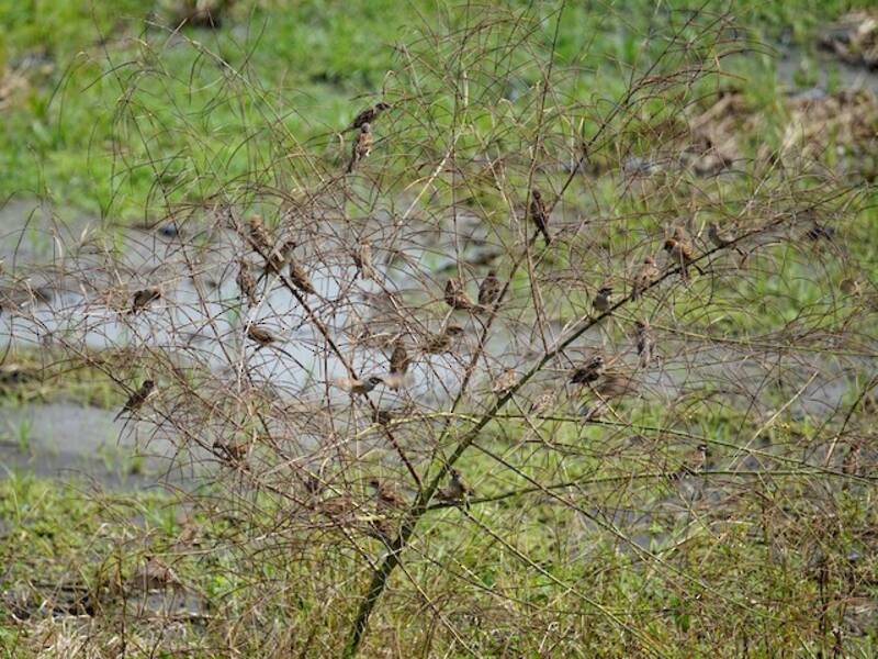 Eurasian Tree Sparrow, Photos 2