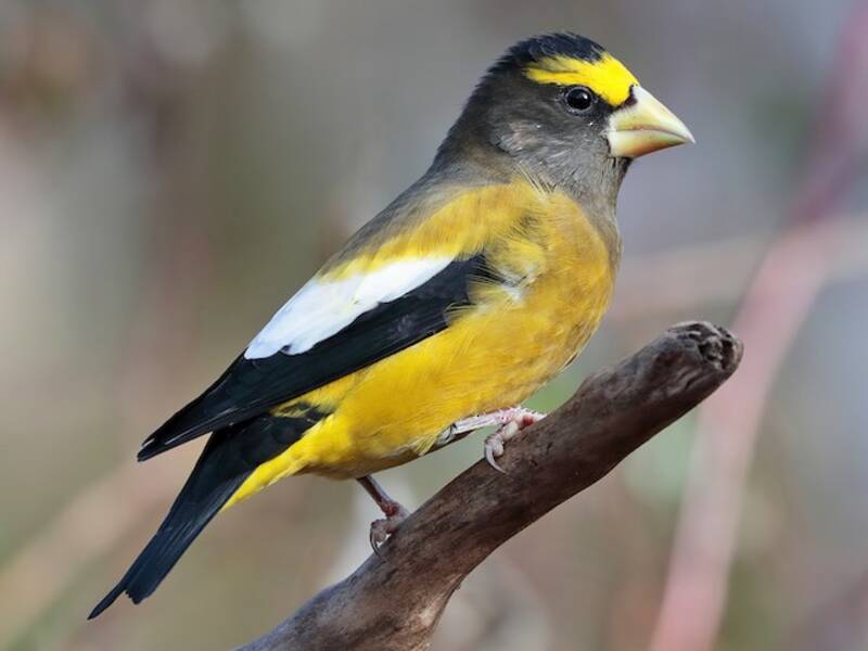 Evening Grosbeak, 照片 4