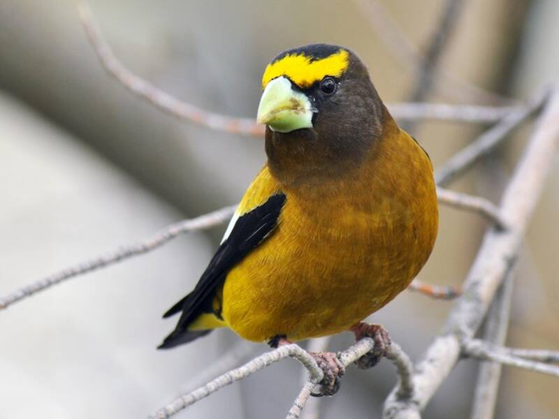 Evening Grosbeak, 照片 3