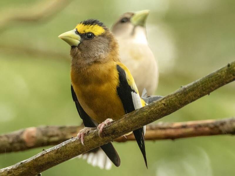 Evening Grosbeak