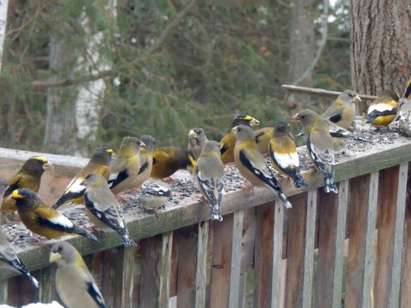 Evening Grosbeak, 照片 2