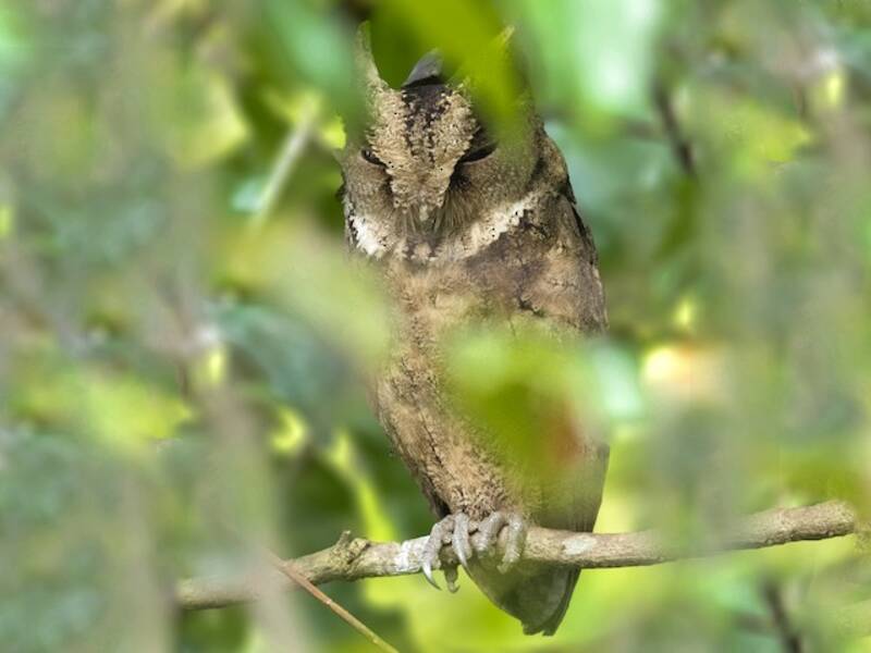 Everett's Scops-Owl, 照片 3