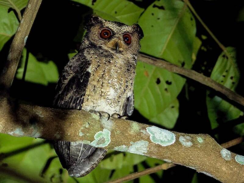 Everett's Scops-Owl, 照片 2