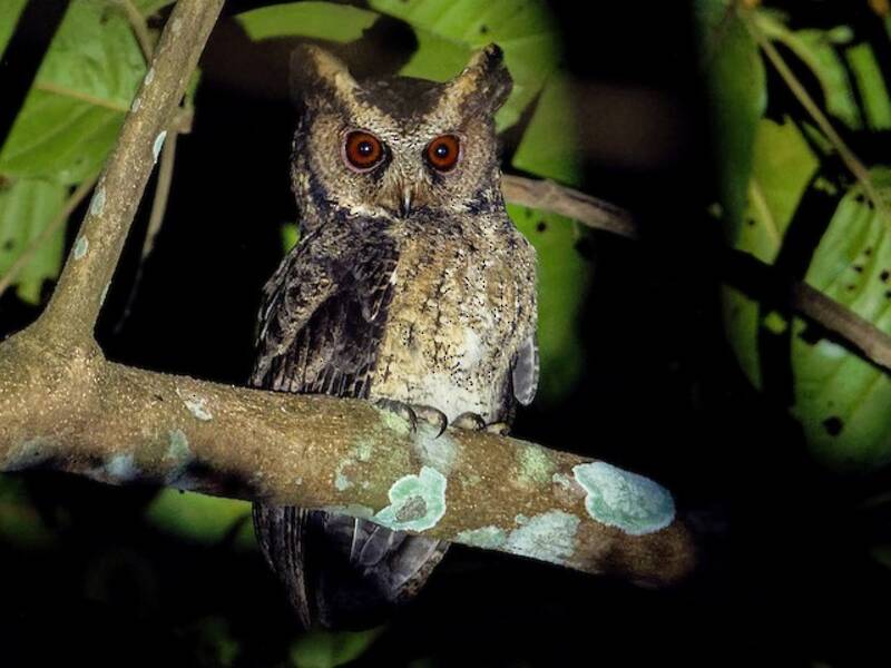 Everett's Scops-Owl, 照片 4