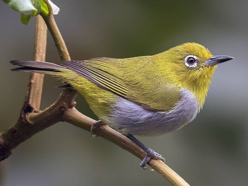 Everett's White-eye, 照片 2