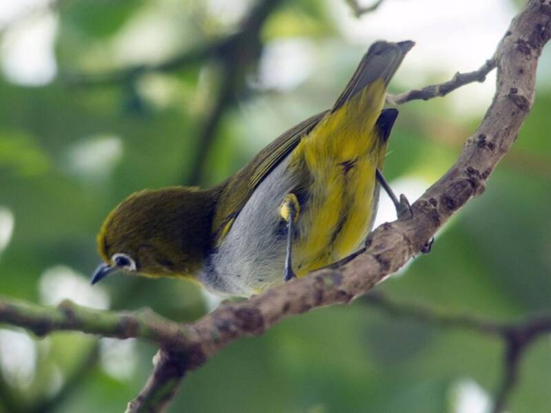 Everett's White-eye, 照片 4