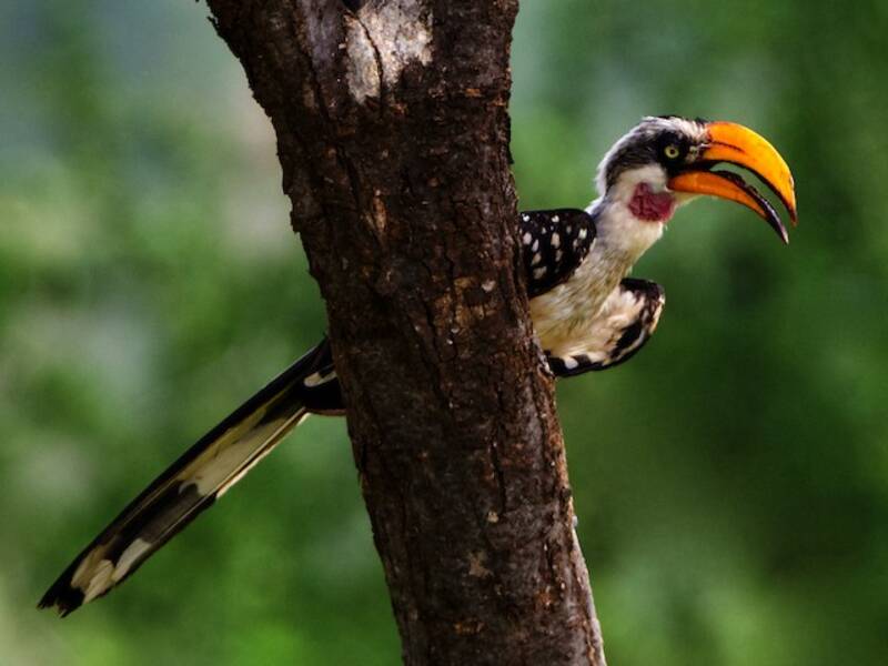 Eastern Yellow-billed Hornbill, Photos 2