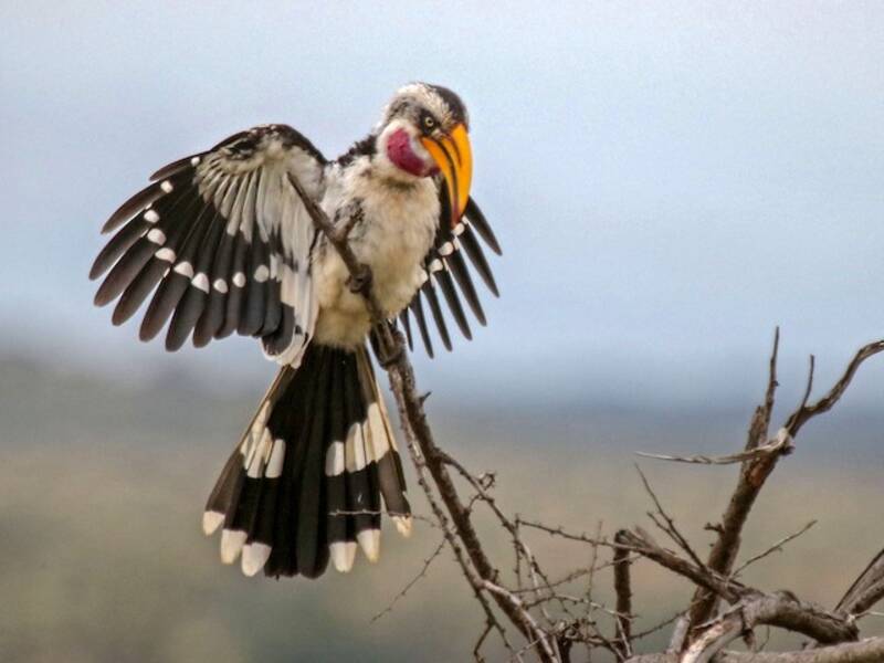 Eastern Yellow-billed Hornbill, Photos 3