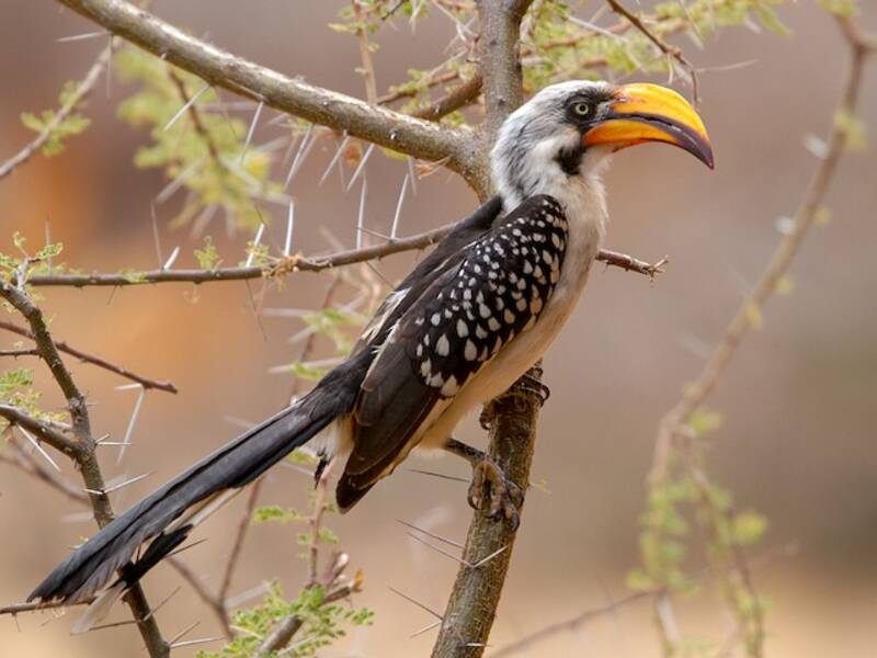Eastern Yellow-billed Hornbill, Photos 4