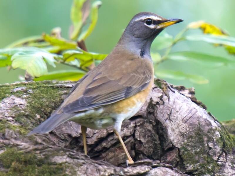Eyebrowed Thrush