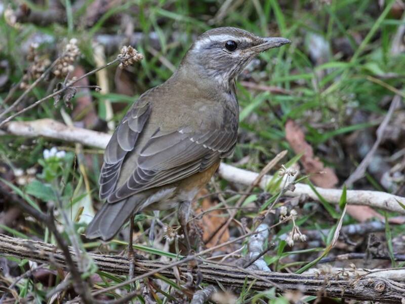 Augenbrauendrossel, Fotos 3