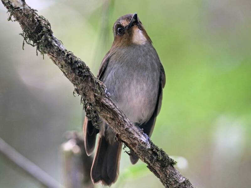 Eyebrowed Jungle Flycatcher, Photos 4