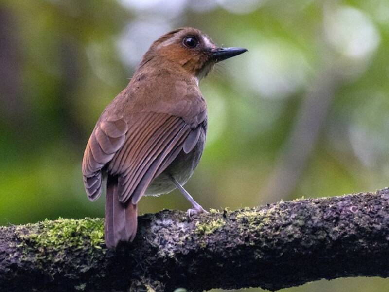 Eyebrowed Jungle Flycatcher, Photos 3
