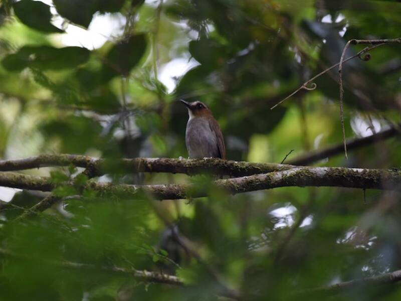 Eyebrowed Jungle Flycatcher, Photos 2