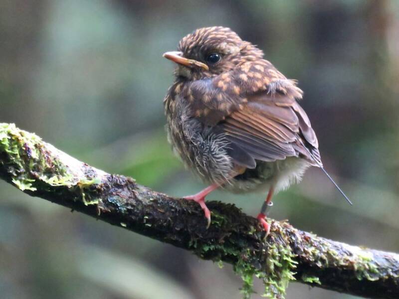 Eyebrowed Jungle Flycatcher
