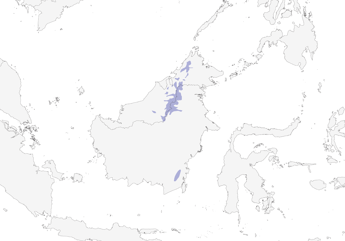 Eyebrowed Jungle Flycatcher, Distribution 1