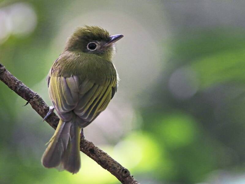 Pigliamosche beccopiatto dagli occhiali, Foto 2