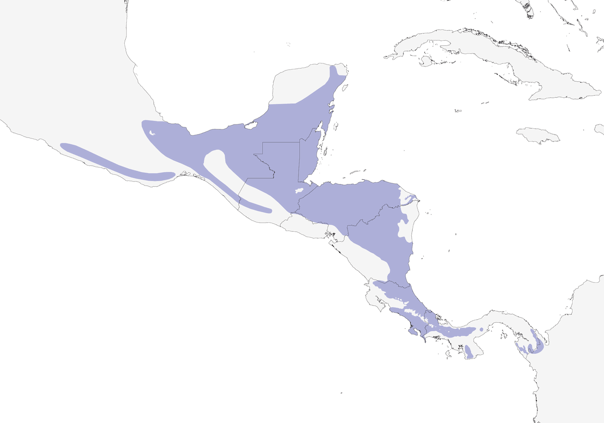 Pigliamosche beccopiatto dagli occhiali, Distribuzione 1
