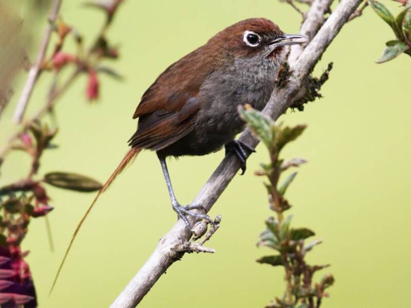 Eye-ringed Thistletail
