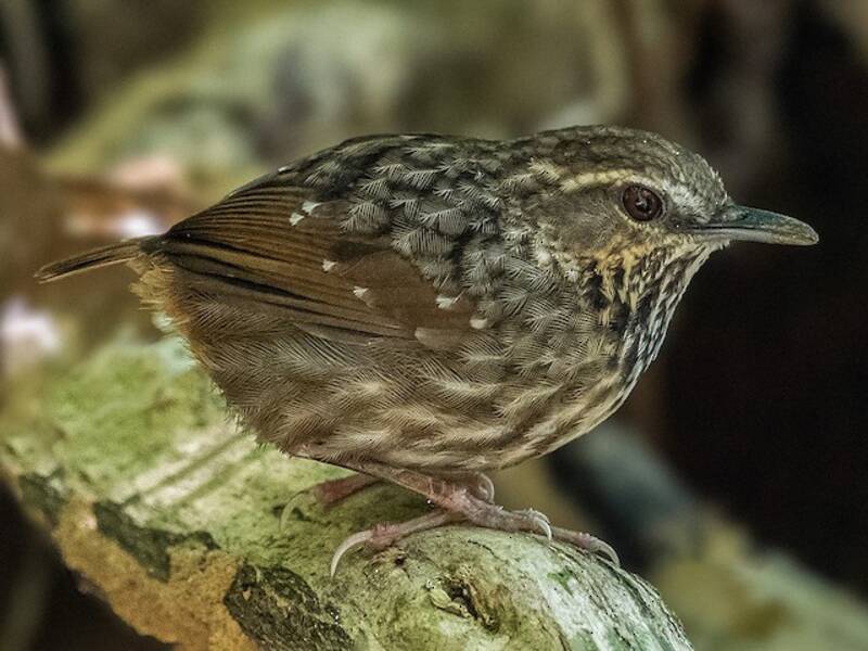 Eyebrowed Wren-Babbler, 照片 2