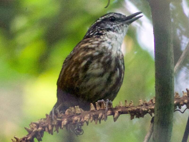 Eyebrowed Wren-Babbler, 照片 3