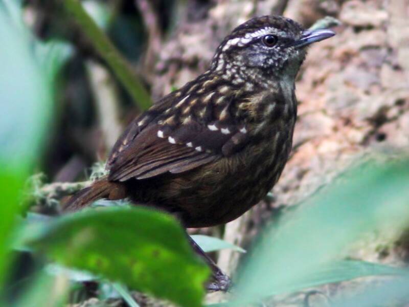 Eyebrowed Wren-Babbler, 照片 4