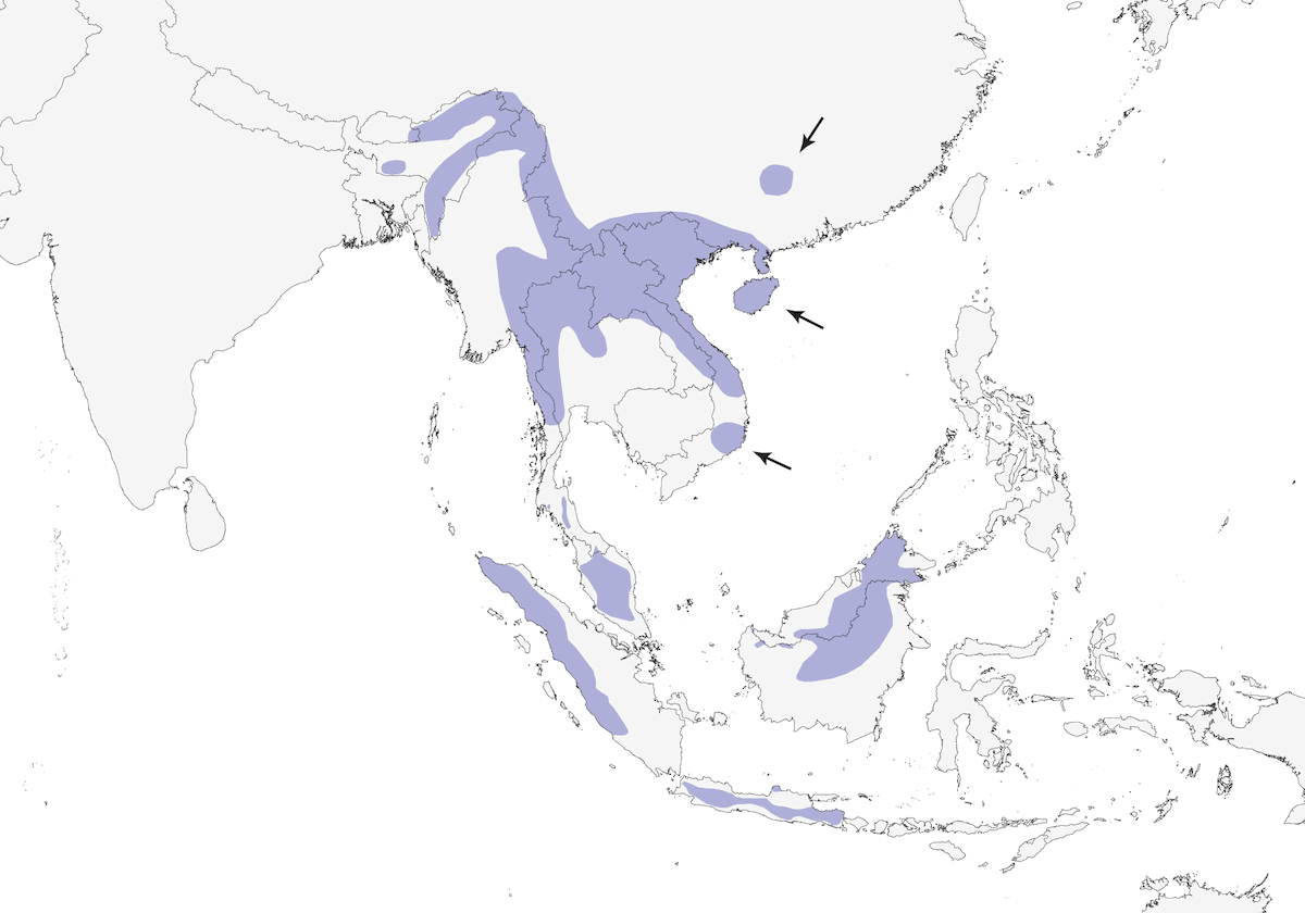Eyebrowed Wren-Babbler, 分布 1