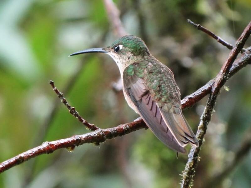 Fawn-breasted Brilliant