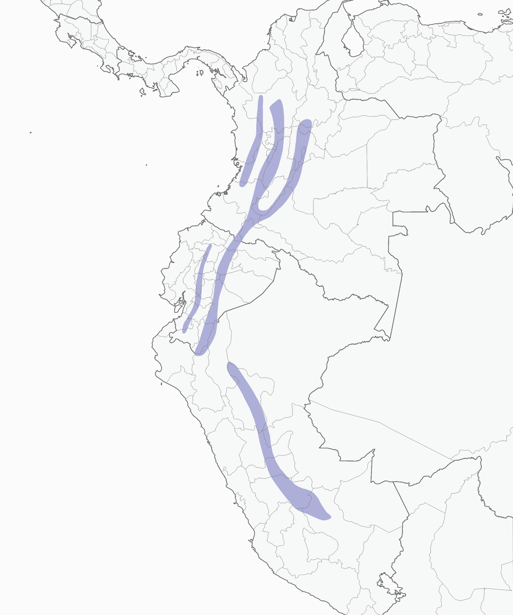 Brillante pechicinéreo, Distribución 1