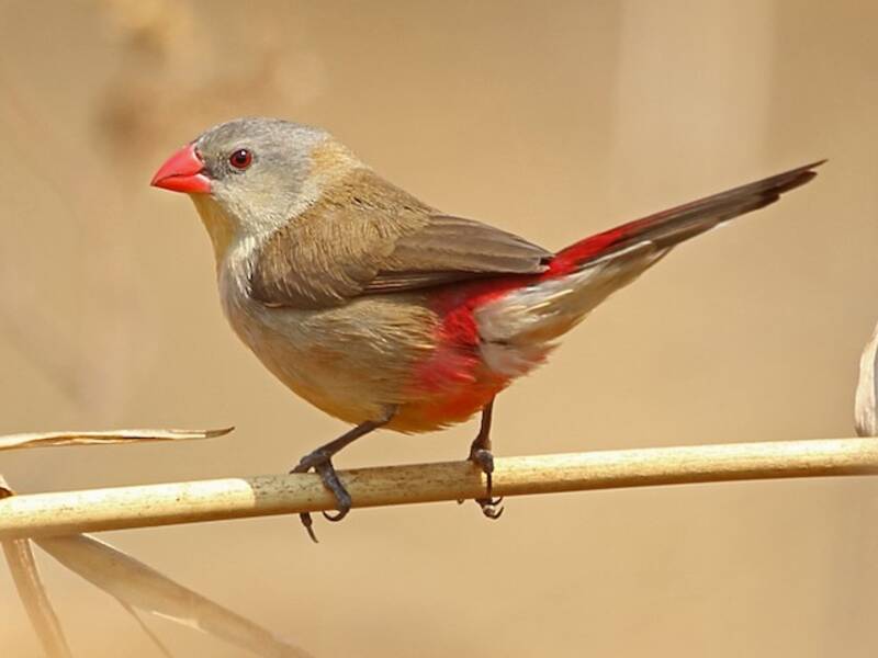 Fawn-breasted Waxbill, Photos 4
