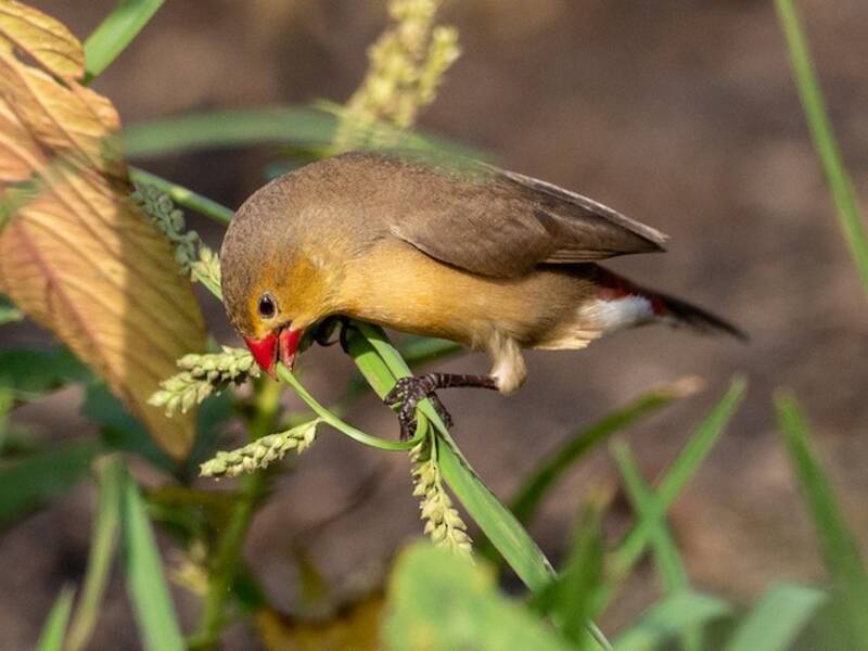 Fawn-breasted Waxbill, Photos 3