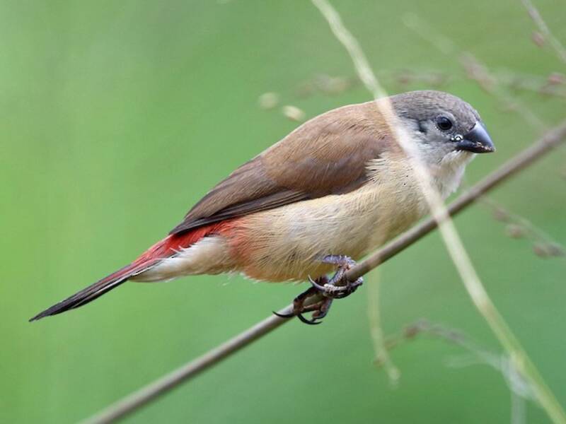 Fawn-breasted Waxbill, Photos 2