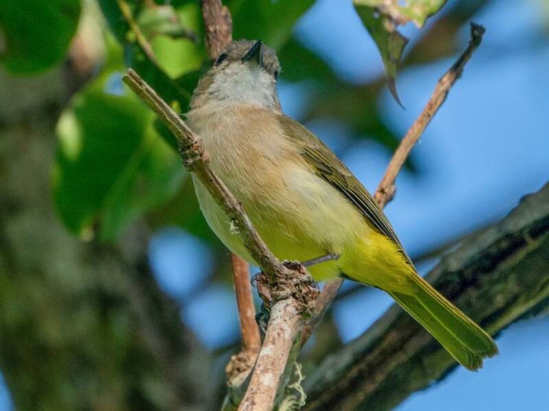 Fawn-breasted Whistler, Photos 2