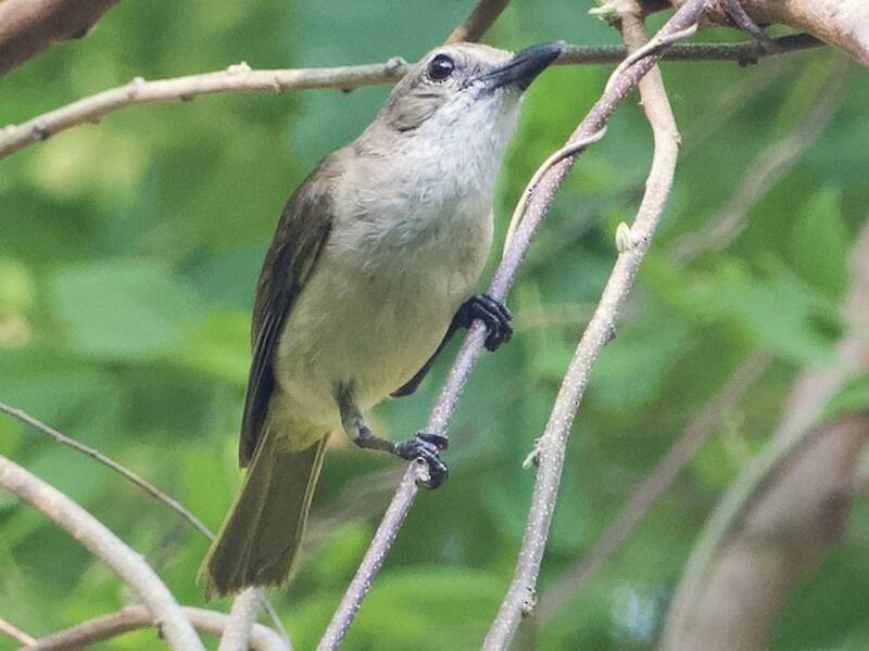 Fawn-breasted Whistler