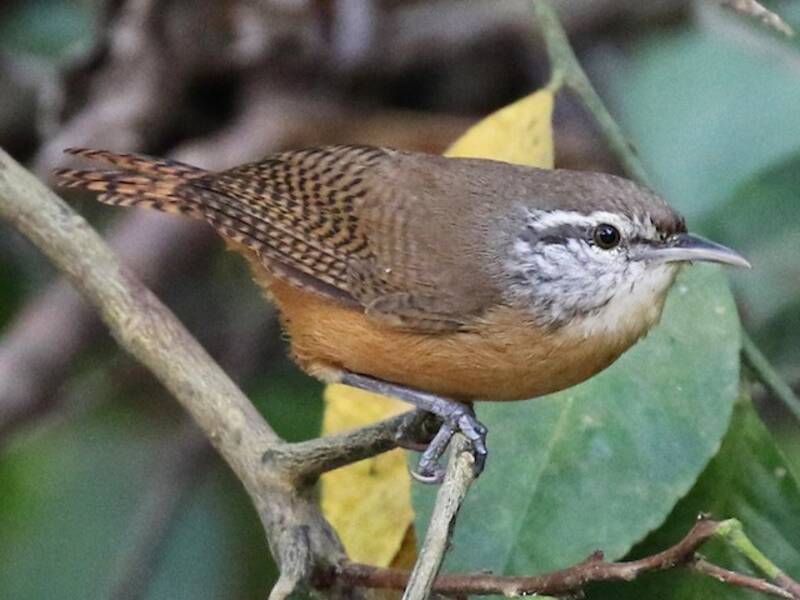 Fawn-breasted Wren